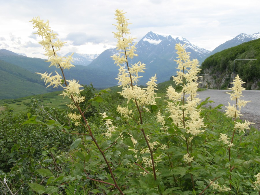 Alaska 27-29Jun2007 Chena Tok CAN Valdez GAT 379